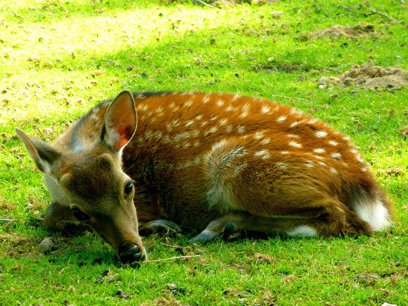 white stains, meadow, spotted, herbivores, summer, enclosure, animal themes, animals in the wild, Hirsch, calf, animal family, wild, forest animal, creature