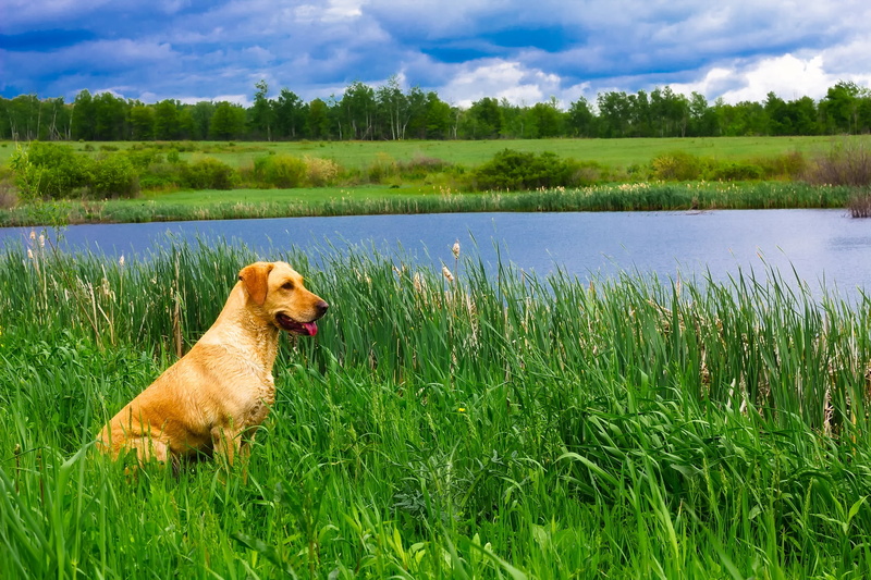 beautiful, sky, vertebrate, animal themes, one animal, trees, mammal, plants, animal, meadow, green, pets, dog, grasses, canine, 1080P, near, green color