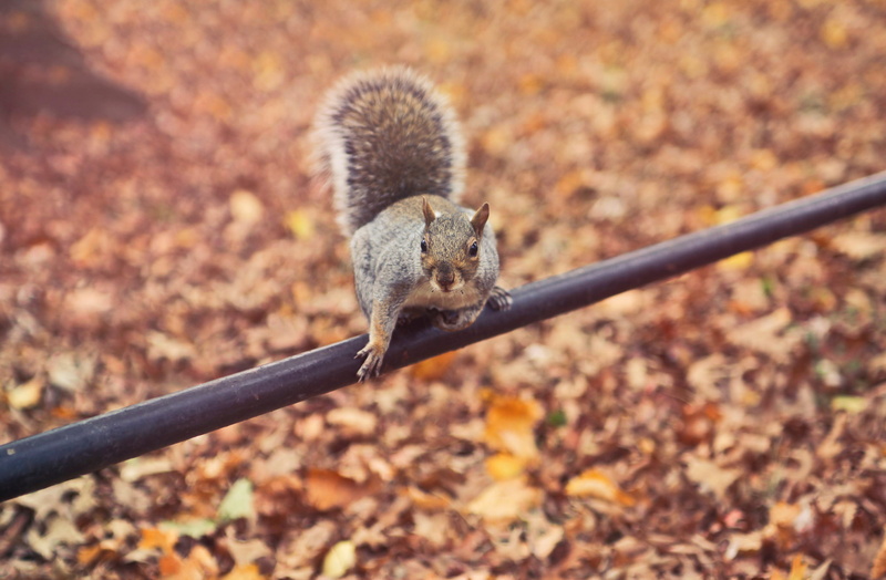 tail, wildlife, day, bushy, wood, vertebrate, brown, one animal, grass, fall, leaf, squirrel, nature, small, environment, no people, looking, outdoors