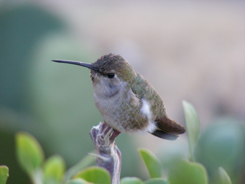 2K, day, close-up, perching, green color, vertebrate, white, animal wildlife, beak, plant, baja california, beauty in nature, growth, hummingbird, one animal