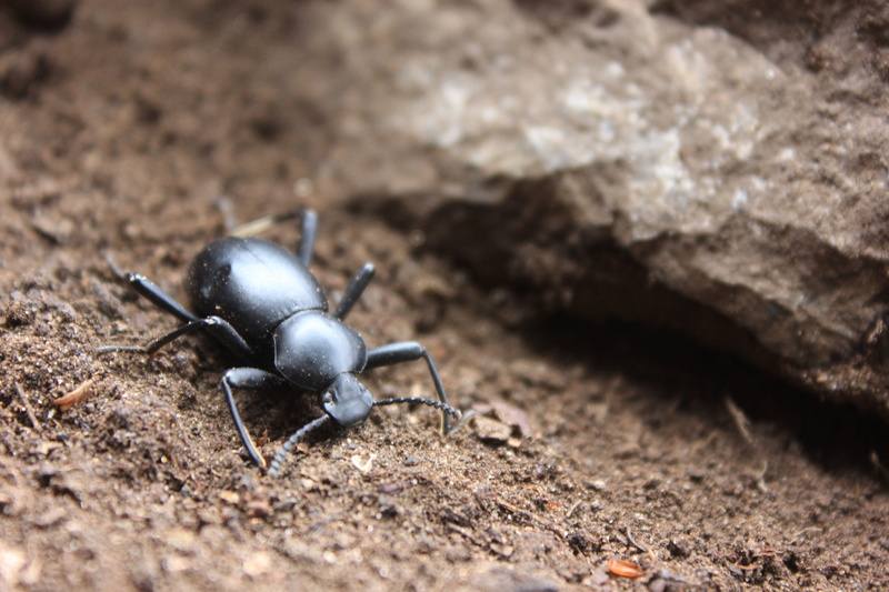 selective focus, beetle, solid, 5K, arthropod, no people, Insect, black color, nature, baja california, animal body part, day, the jump, animal wildlife