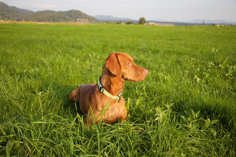purebred, brown, 5K, portrait, doggy, land, one animal, vizsla, cute, breed, domestic, growth, field, no people, vertebrate, happy, collar, slovenia, plant