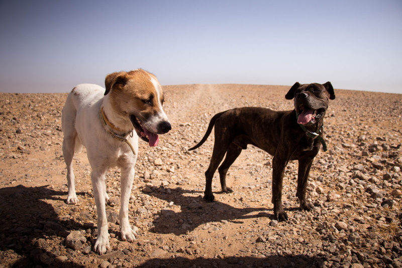 land, fur, summer, day, happy, no people, nature, beach, mammal, person, friend, adult, blue, group of animals, white, brown, sky, portrait, domestic, black
