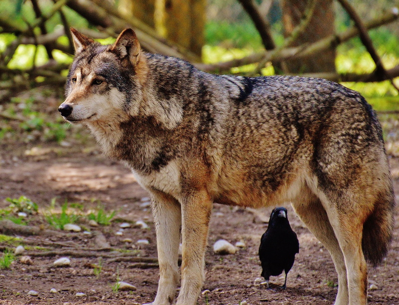 day, wolves, animal wildlife, wild, animal world, side view, munich, standing, one animal, tree, vertebrate, predator, zoo, forest, animal, field, looking
