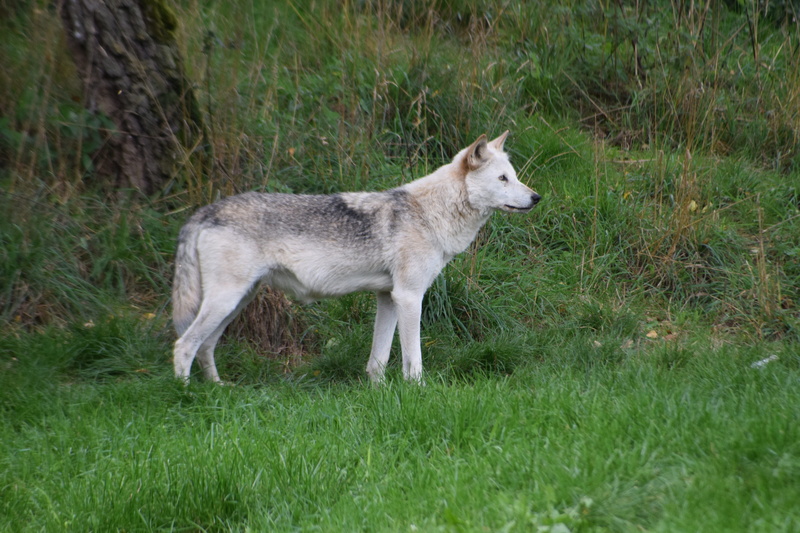 animal, domestic animals, zoo, black forest, green color, growth, wolf, field, land, one animal, wildlife park, side view, tatzmania, domestic, no people