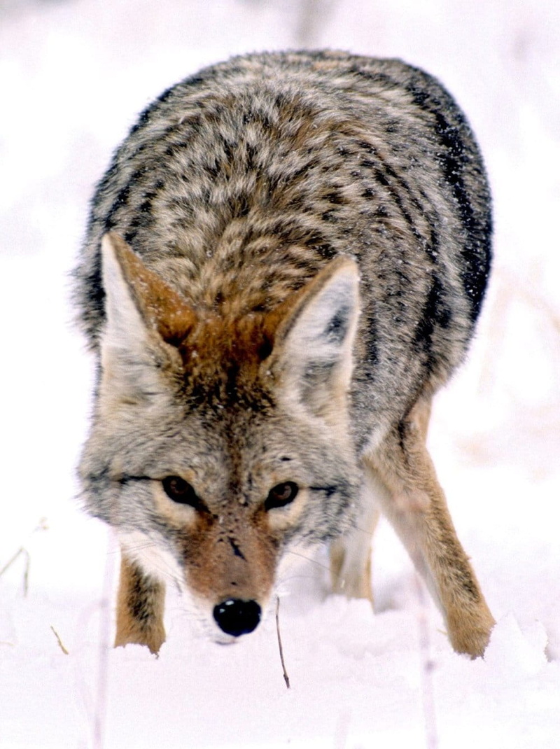 grand, Grand Teton National Park, animals Hunting, Wyoming, day, park, photo, United States, cold temperature, vertebrate, public domain, national, animals In The Wild
