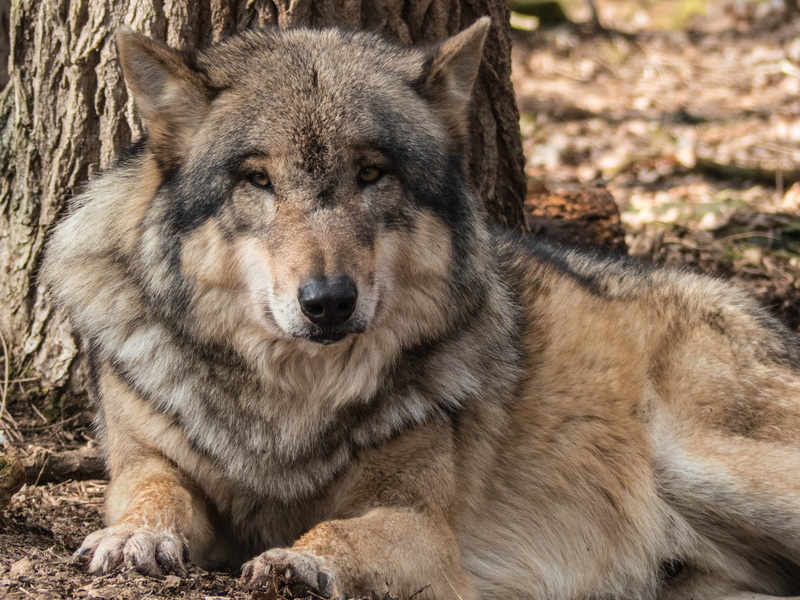 pets, land, vertebrate, animal, wolf, animal wildlife, wild animal, animal head, nature, dog, gray Wolf, outdoors, domestic, lying, pack animal, animal themes
