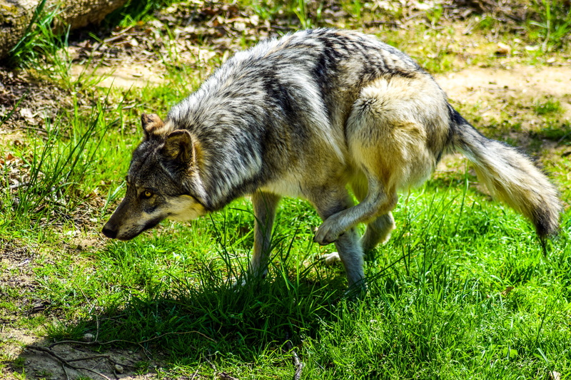 animal themes, 5K, carnivore, one animal, domestic, nature, pets, side view, green color, Zoo, paugres, animal park, Animals, vertebrate, animal wildlife