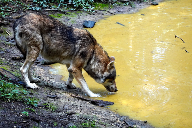 drink, predator, one animal, no people, vertebrate, animal world, wild, water, animal, wolf, domestic, animal wildlife, day, mammal, lake, wild animal