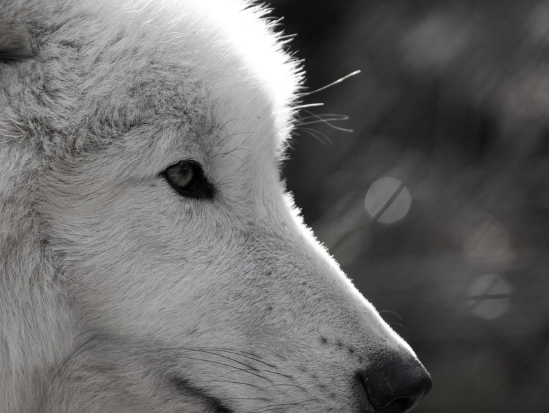 outdoors, fur, pets, animal eye, canine, white, close-up, herbivorous, animal, animal body part, animal portrait, focus on foreground, animal hair, animal head
