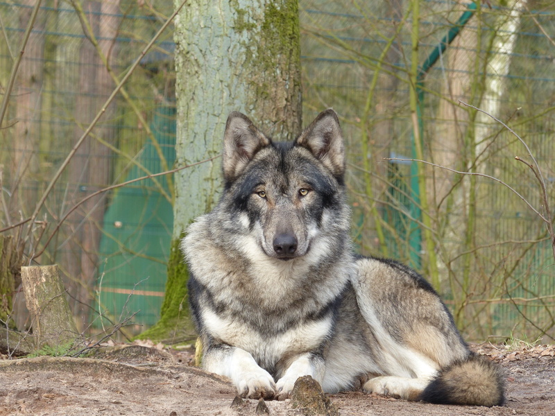 forest, animal themes, brown, nature, pets, animal wildlife, outdoors, mammal, one animal, daytime, land, beside, animals in the wild, predator, wildlife park