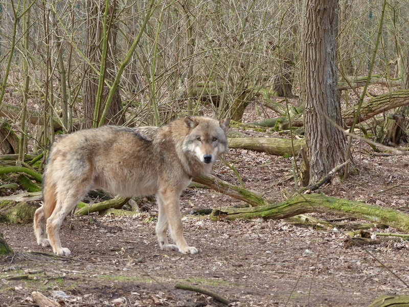 mammal, field, animals In The Wild, wildlife park, animal themes, Predator, wildlife, wild, wild animal, Nature, Wolf, land, tree, 4K, dog, full length