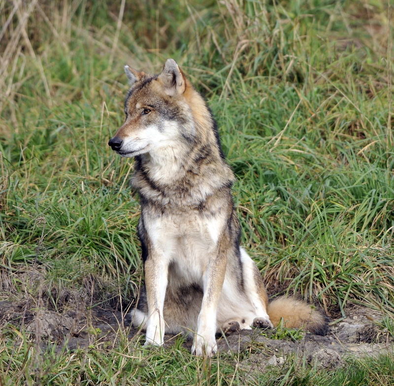 animals in the wild, sitting, day, looking away, grass, land, field, pets, mammal, poing, vertebrate, wildlife park, animal themes, wolf, no people, domestic animals