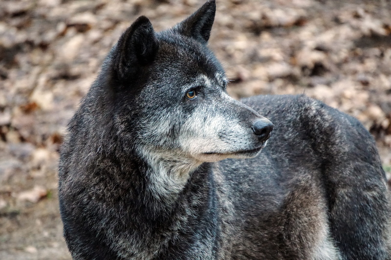 pets, looking, close, forest, dog, coated, animal wildlife, photography, predator, domestic animals, land, animal, animal themes, zoo, day, wolves, furry
