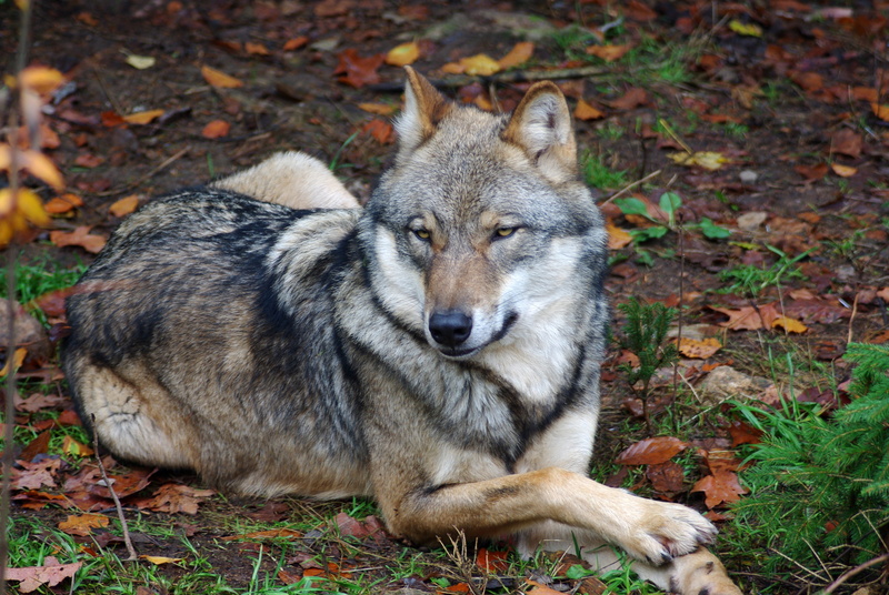 canine, portrait, rest, animal wildlife, grass, head, animal themes, wild, landscape, prone, dog, carnivores, mammal, fur, land, day, domestic animals
