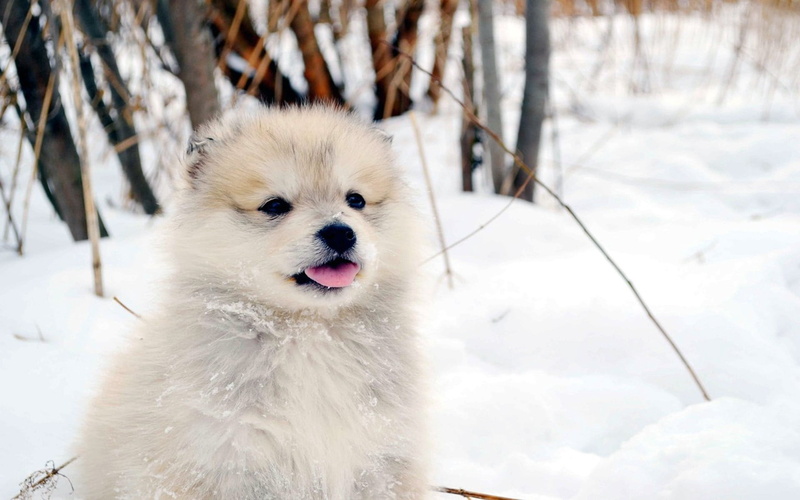 focus on foreground, mouth open, covering, domestic Animals, animal, looking, animal themes, white color, friendship, fluffy, playful, spitz-Type Dog, beauty In Nature