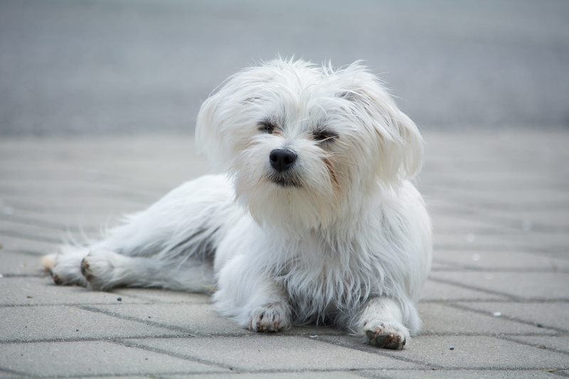 animal, maltese, hair, small dog, adult, long hair, domestic, people, full length, dormant, sweet, teenager, long haired, focus on foreground, white, floor