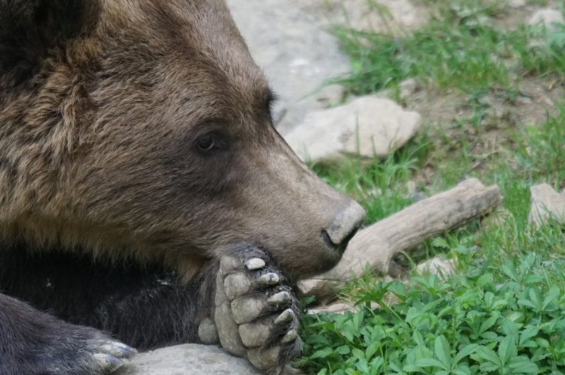 close-up, day, bear, animal head, one animal, vertebrate, land, animal wildlife, grass, animals in the wild, outdoors, no people, boredom, animal, 2K