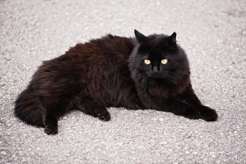 pets, portrait, lying down, animal hair, angora cat, black color, domestic animals, no people, long, nature, vertebrate, lying, domestic, domestic cat