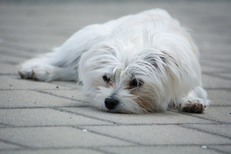animal themes, close-up, lying, animal, White, one animal, domestic, lying down, looking at camera, pet, small dog, maltese-hybrid, out, animal head, pets