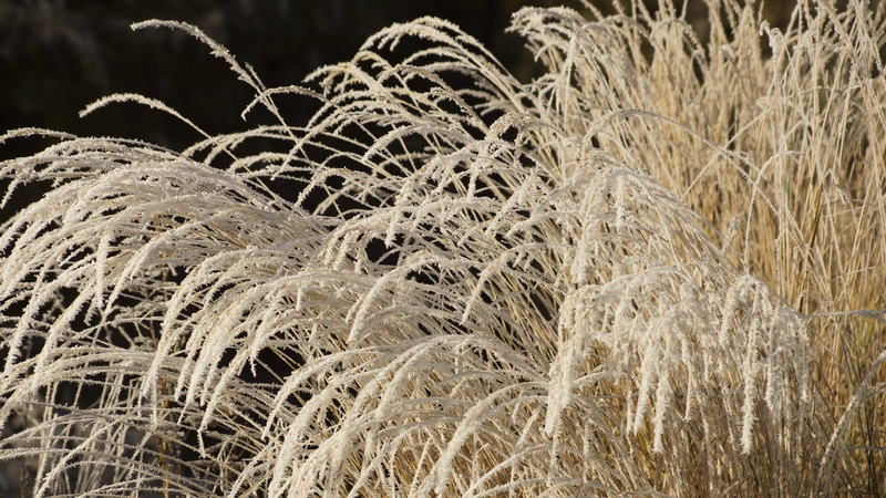 frost, dormant, plant, focus on foreground, grass, sunlight, field, outdoors, dried, no people, day, cold temperature, ice, frozen, growth, night, backgrounds