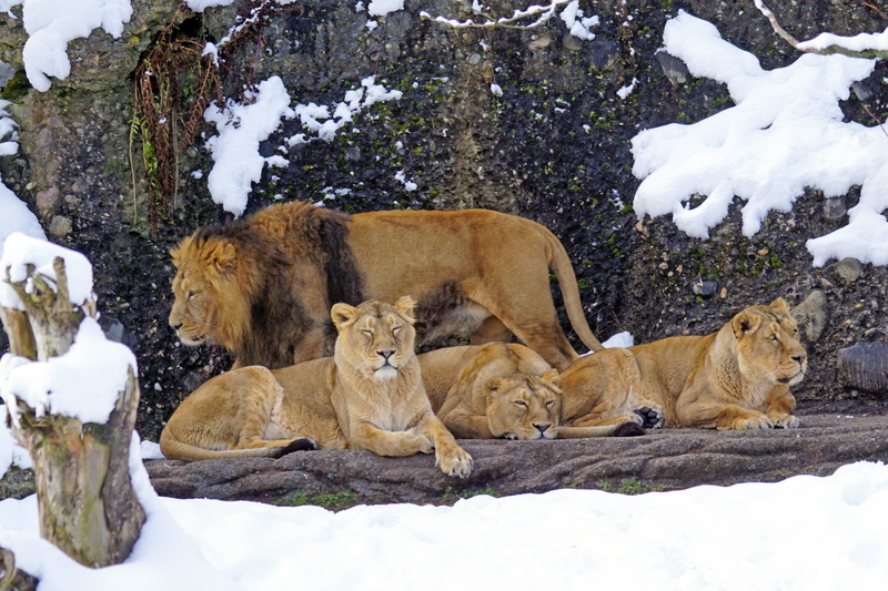 three, daytime, relaxation, one animal, tree, animal, field, lion - feline, social, animal themes, vertebrate, group of animals, lioness, feline, dormant