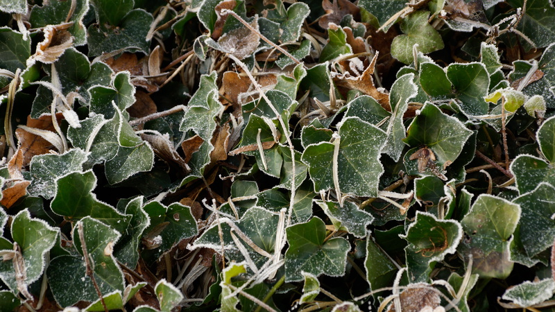 dry, cold, white, outdoors, winter, resting, branch, snow, growth, close-up, day, green color, high angle view, beauty in nature, no people, nature, field