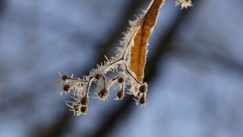 leaf, colored background, wood, flying, crystal, linden, lime tree, cold, fruit, winter, brown, white, resting, selective focus, animal themes, animals in the wild