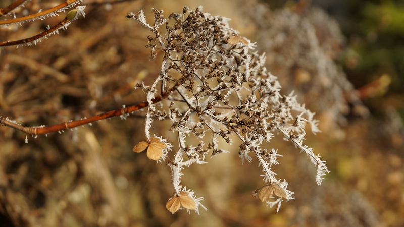 winter, day, flower, outdoors, wilted, crystal, freshness, selective focus, beauty in nature, lichen, white color, flowerhead, vulnerability, snow, cold