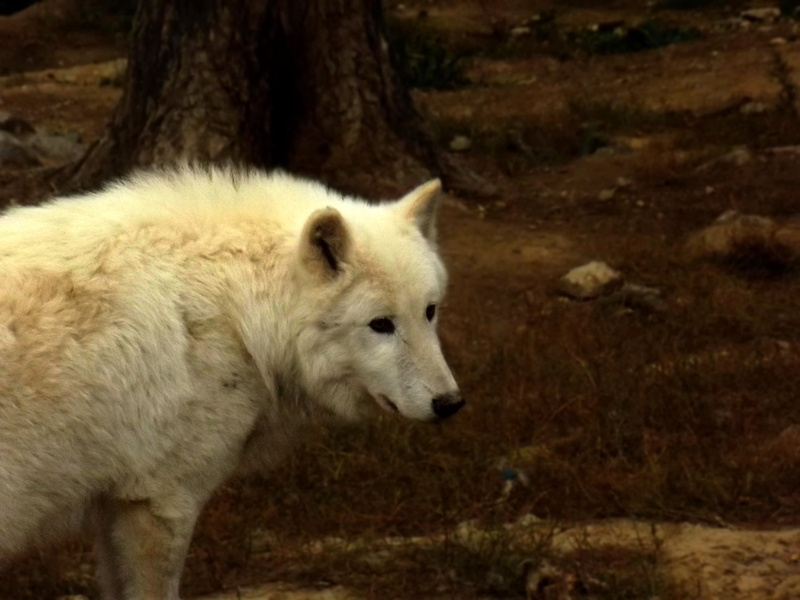 portrait, close-up, forest, animal head, animal wildlife, day, wolf, dormant, animal, animals in the wild, focus on foreground, mammal, no people, deer