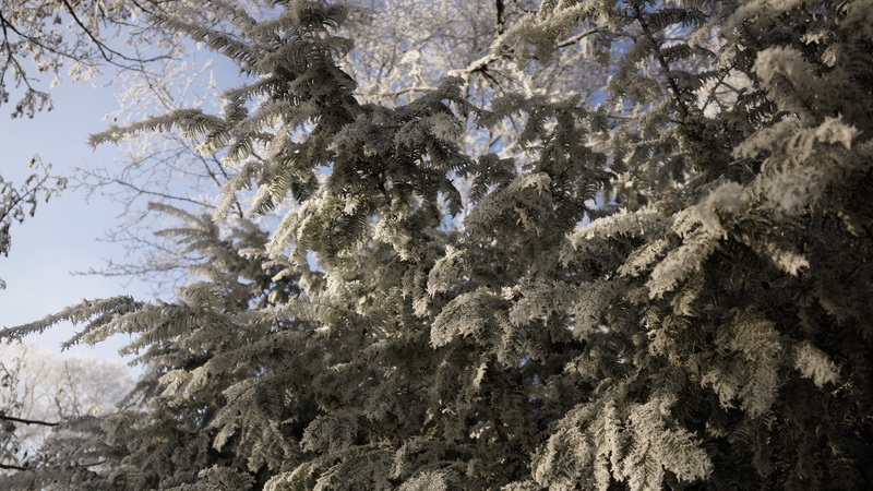 dormant, fir-tree, non-urban scene, cold temperature, no people, plant, beauty in nature, ice, snow, fir, winter, frozen, scenics - nature, evergreen, tree