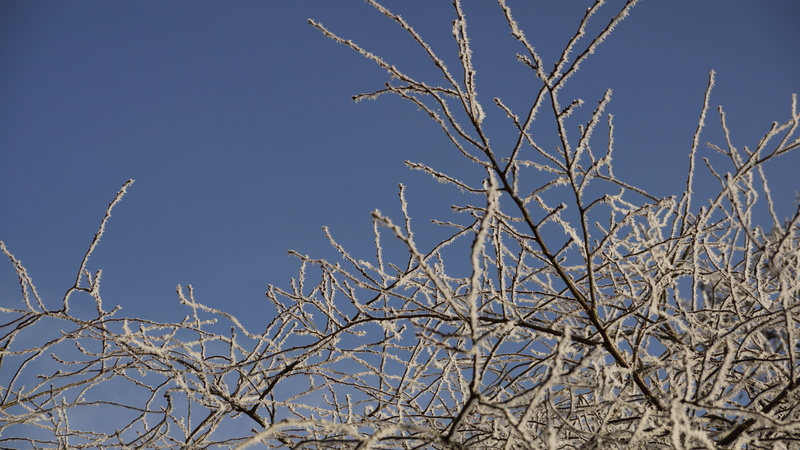 5K, day, dead plant, bare tree, park, blue, sky, sunny, white, vertebrate, frost, plant, snow, forest, branch, winter, no people, tree, ice, nature, dormant