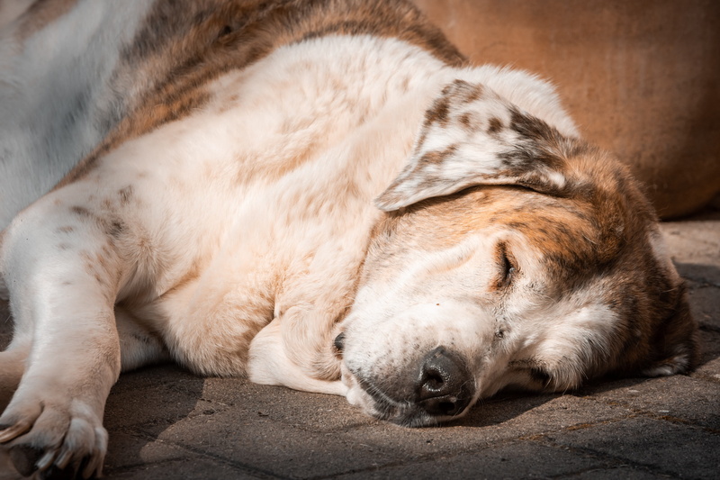relaxed, mammal, 5K, rest, close-up, sleep, napping, tired, relaxation, dormant, vertebrate, dog, pet, lying down, canine, domestic, sleeping, animal head