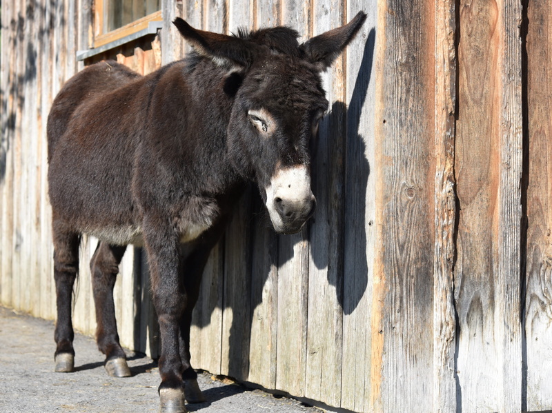 donkey, domestic animals, one animal, animal wildlife, animal, wooden wall, young animal, nature, pregnant, standing, livestock, dormant, 4K, outdoors