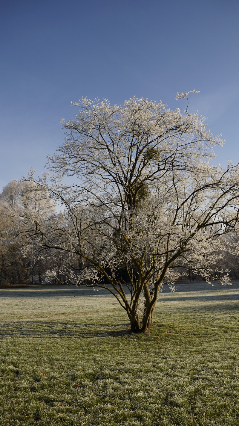 nature, crystal, cold, sky, plant, lawn, no people, frost, sunlight, tranquil scene, land, day, resting, non-urban scene, dormant, wood, park, growth, blue