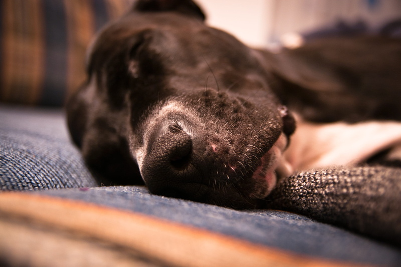 animal, relaxation, domestic, 2K, selective focus, nose, mammal, animal body part, canine, lying down, small, dog, resting, cute, bed, pets, sleep, close-up