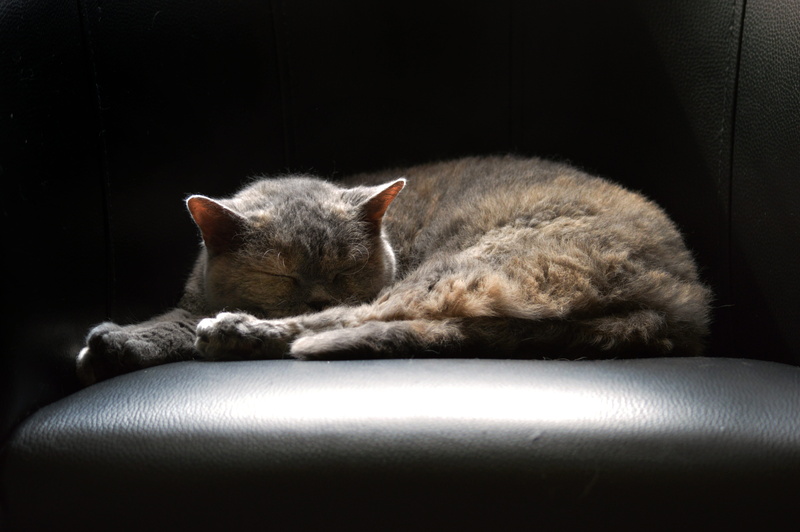 black, sweet, vertebrate, leather, sleepy, sleep, sleeping, indoors, black background, resting, mammal, lying down, cozy, cuddly, cat, cute, relaxation