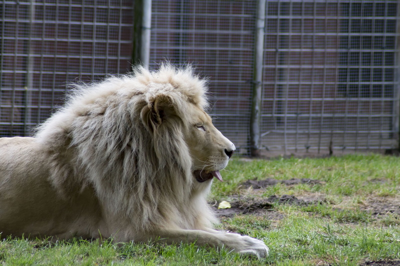 animal world, lion - feline, outdoors, big cat, one animal, male animal, domestic animals, animal themes, day, 4K, animals in captivity, animals in the wild