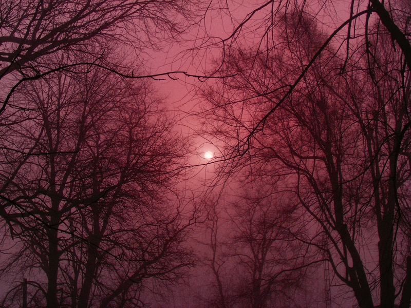 branches, winter, tiffin, tranquil scene, mist, trees, sunset, hour, outdoors, moonlight, plant, outside, tree, backgrounds, bare tree, moon, ohio, 2K