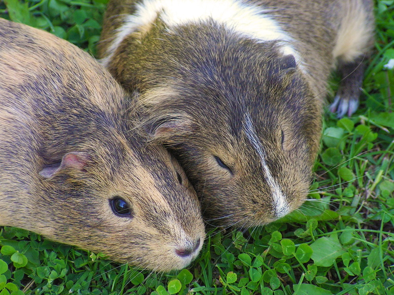 group of animals, whisker, guinea pigs, mammal, grass, no people, guinea pig, dormant, field, Guinea-Pig, two, animal head, small, lying, rodent, outdoors