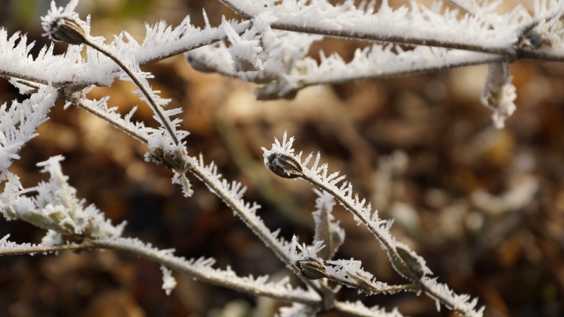 twig, branch, cold, coniferous tree, nature, ice, flower, seeds, cold temperature, tranquility, outdoors, tree, focus on foreground, plant, close-up, seed capsule