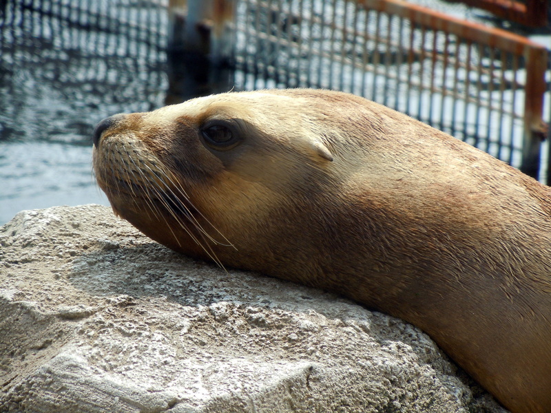 animal wildlife, mammal, relaxed, aquatic mammal, rock - object, Head, close-up, whisker, animal themes, Dormant, animals in captivity, no people, rock