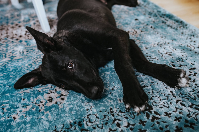 carpet, lying down, one animal, animals in the wild, mammal, light, domestic, pets, pet, indoors, animal wildlife, portrait, animal, resting, dog, close-up