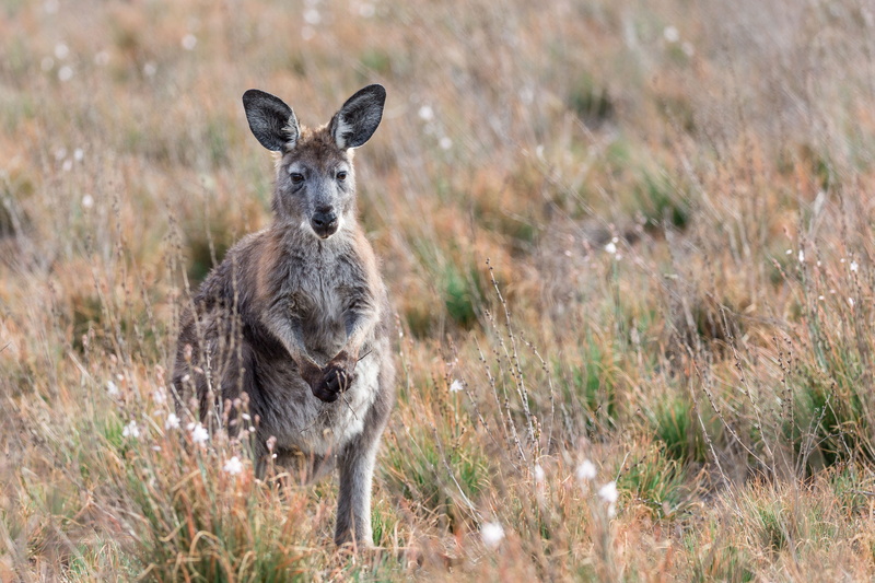 outdoors, one animal, flinders ranges, field, land, animal, standing, vertebrate, selective focus, animals in the wild, animal wildlife, plant, nature