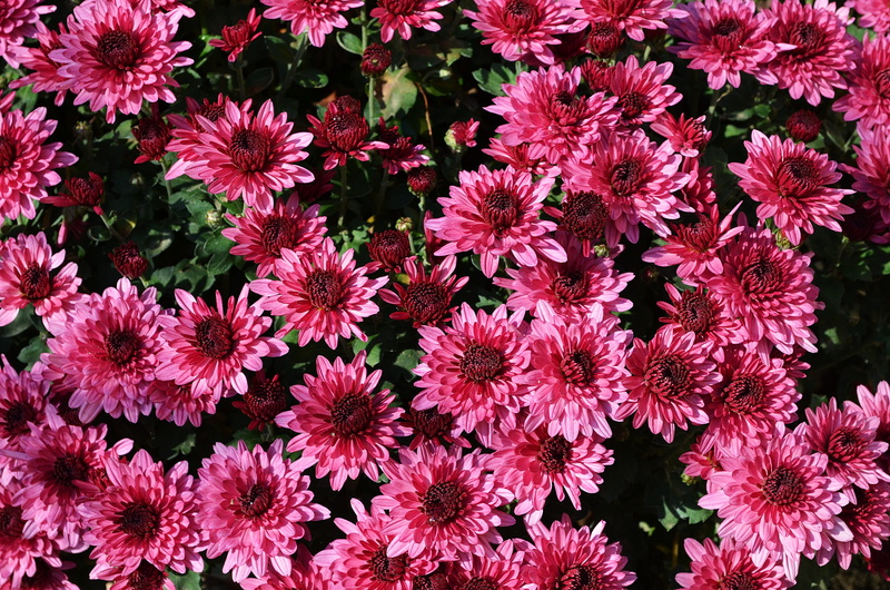 chrysanthemum, plant, pink flower, flowers, bunch of flowers, daisy, high angle view, vulnerability, abundance, red, flowering plant, november, macro, nature