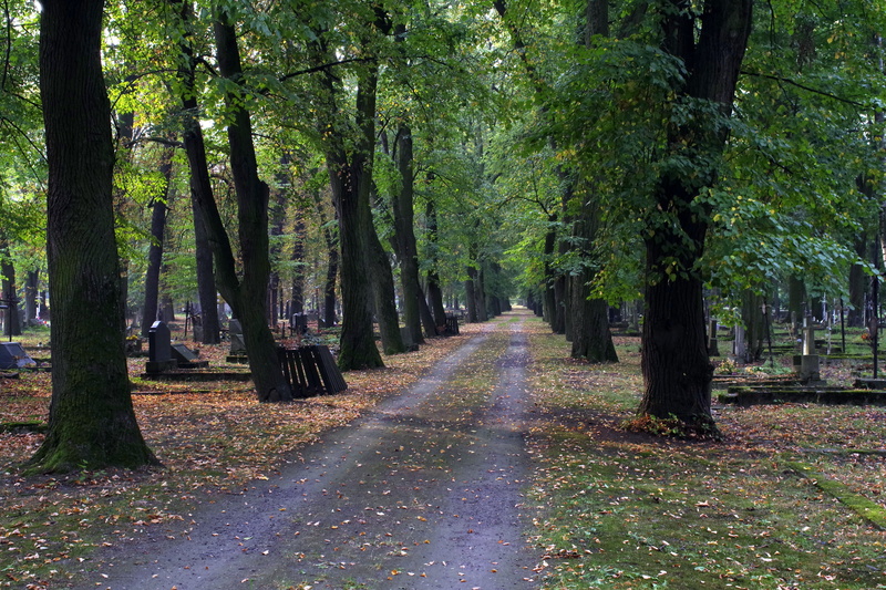 transportation, diminishing perspective, tombstone, direction, autumn, obliterated, bamboo - plant, footpath, tree, vanishing, all saints  day, road, forest