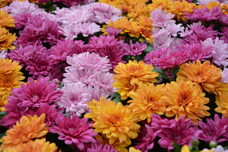 petal, bloom all saints, flowers, natural, flowering plant, garden, petals, purple, choice, plants, close-up, flowerbed, carpet flowers, flower, flower head