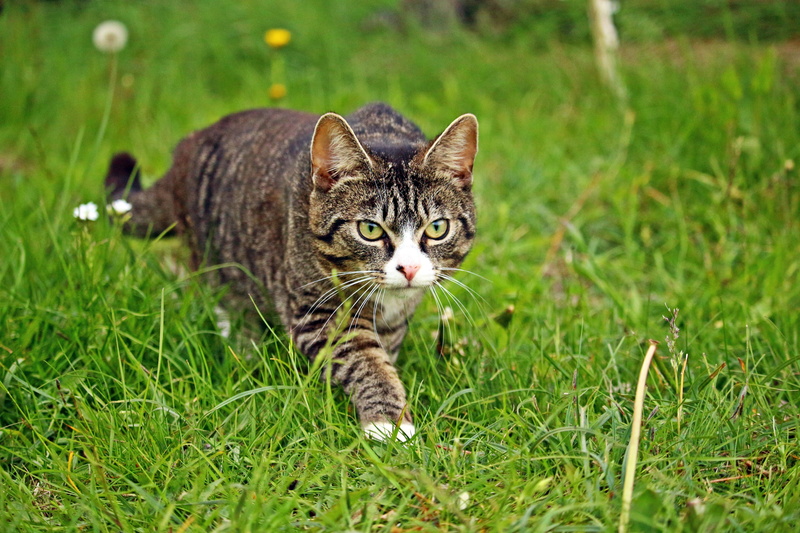 sneak up on, animal eye, mammal, land, portrait, Sneak, animal, domestic animals, Stalk, no people, feline, grass, animal themes, vertebrate, Kitten, Cat
