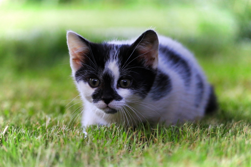 5K, selective focus, close, relaxation, animal, stalk, green color, whisker, grass, domestic cat, feline, pets, cat, sitting, hunting, no people, kitten