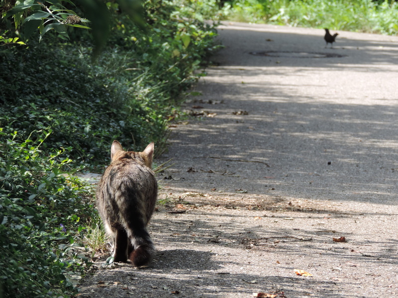 Hunt, animal, domestic animals, 4K, sunlight, day, sitting, animals in the wild, one animal, domestic cat, whisker, stalking, footpath, Stalk, sneak up on